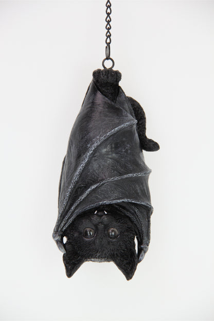 Cat Hanging With Bat Wings