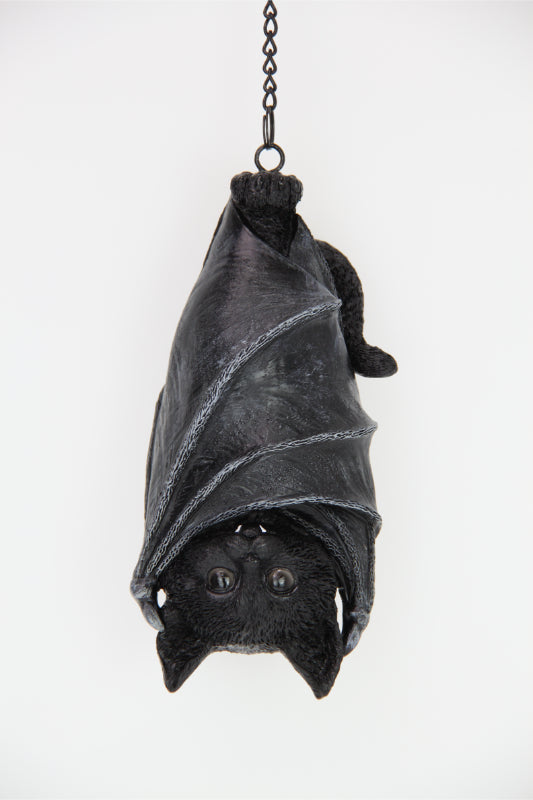 Cat Hanging With Bat Wings
